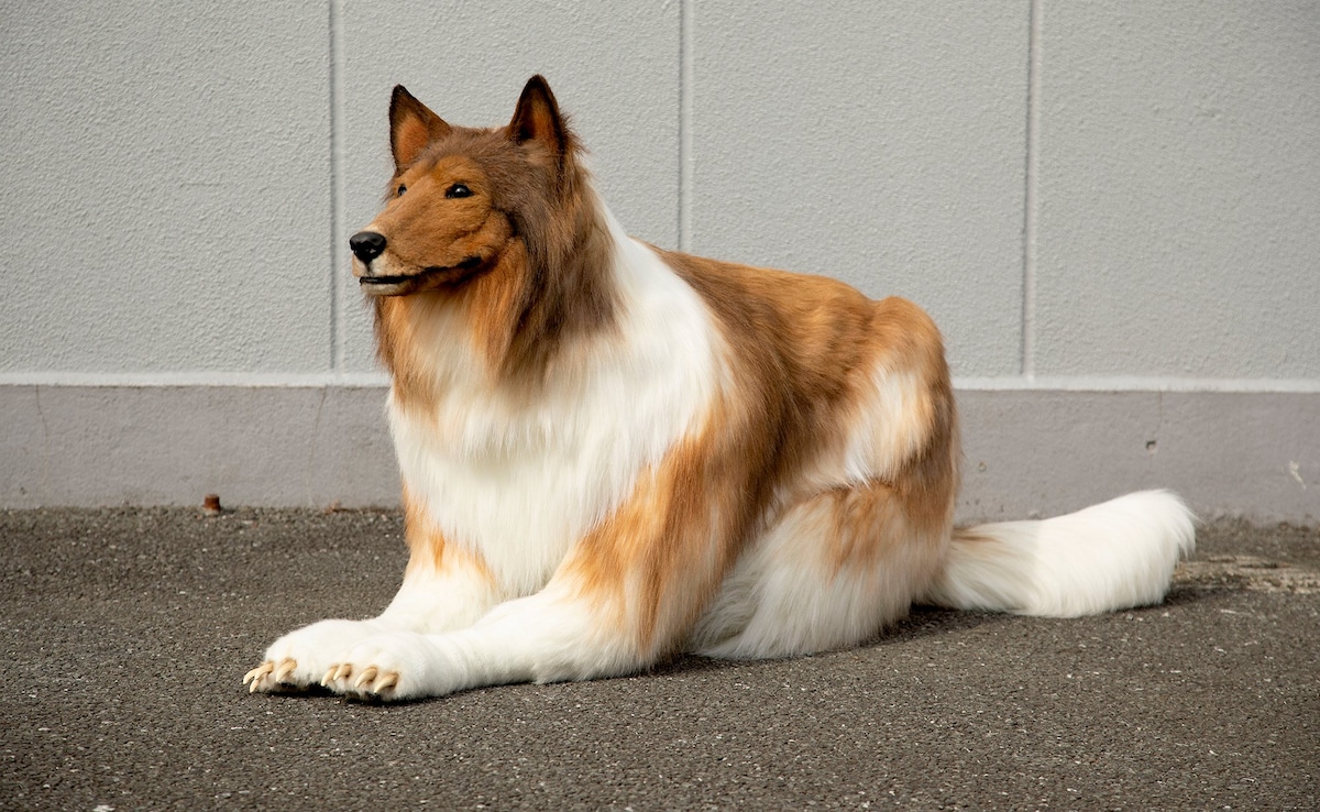 Toco, The Human Collie, Is Opening A Zoo In Japan Where People Can ‘Live Like A Dog’