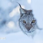 Police warning after two lynx illegally released in Highlands