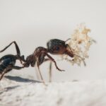 Velvet Ants Venom Affect Mammals and Insects Differently, Claims New Study