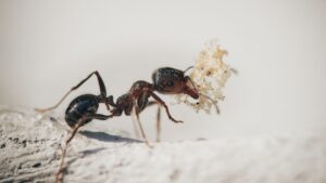 Velvet Ants Venom Affect Mammals and Insects Differently, Claims New Study