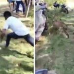 Man Grabs Leopard By Tail, Saves Villagers