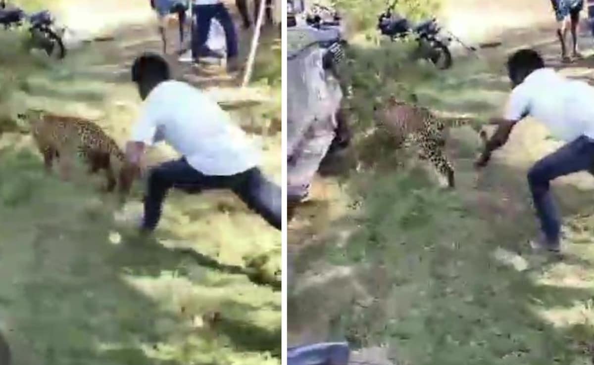 Man Grabs Leopard By Tail, Saves Villagers