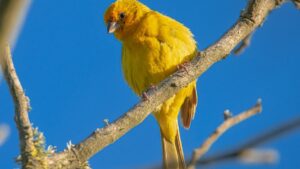 Here’s How Environmental and Physical Traits Shape Bird Sounds Across Habitats