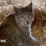 The quest to catch Cairngorms’ mysterious lynx