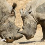 Colchester Zoo zebra dies after incident with rhino