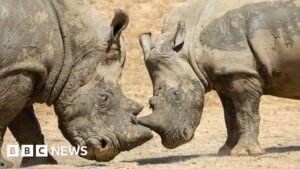 Colchester Zoo zebra dies after incident with rhino