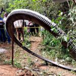 A Glowing Metal Ring Crashed to Earth. No One Knows Where It Came From