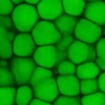 New Cartilage Type Found: Lipocartilage Resembles Fat, Boosts Elasticity