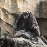 Chimpanzees Use Stone Tools like Ancient Human, Study Finds