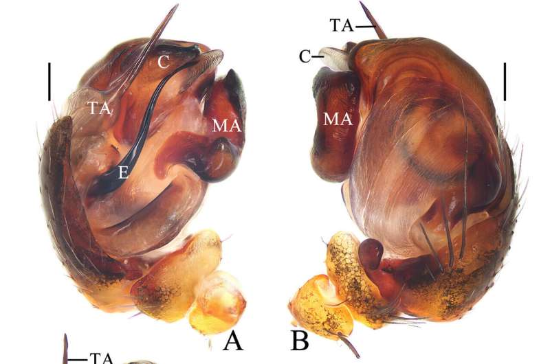 Spinning a tune: Chinese scientist names new spider species after pop songs