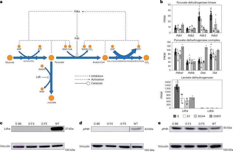 Discovery about lactic acid metabolism in cells resolves a decades-old challenge in biomanufacturing