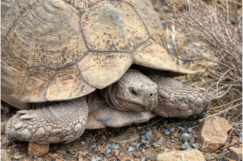 desert tortoise