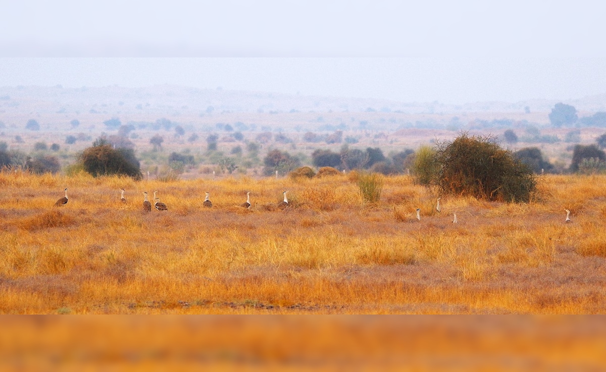 In 2011, the birds were listed as "critically endangered" by IUCN Red List. (Dr Ashish Vyas, DCF, Desert National Park)