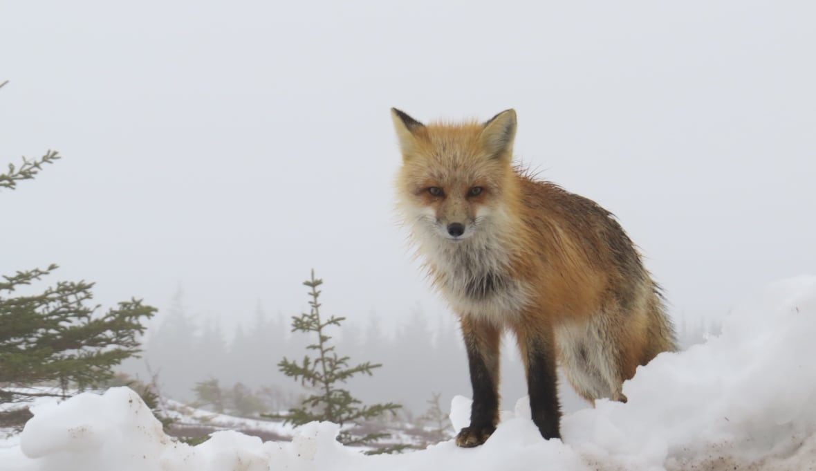 A fox sits on a bed of snow.