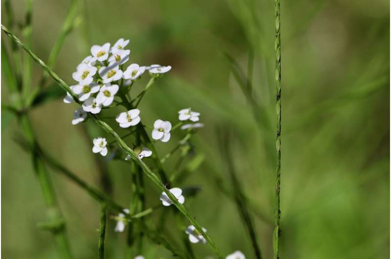 Arabidopsis