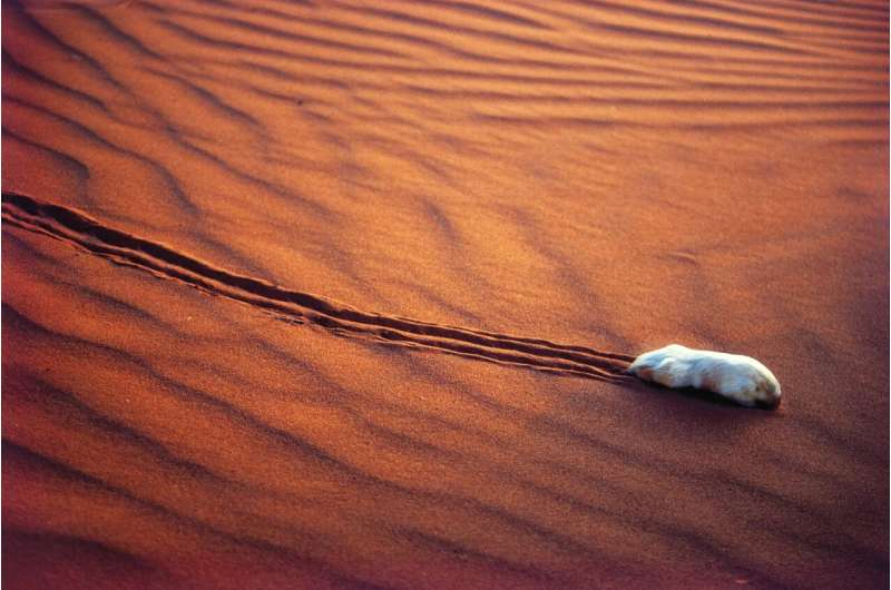 Scientists are discovering the deepest evolutionary secrets of Australia's marsupial mole