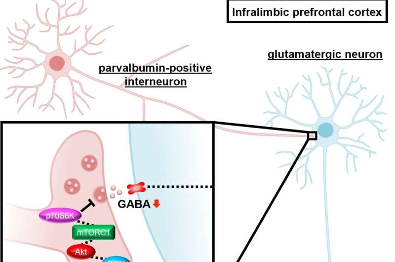 Scientists uncover rapid-acting, low-side-effect antidepressant target