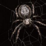 Spiders Detect Smells Through Leg Hairs, Claims New Study