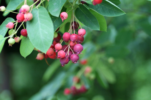 Serviceberries are used as both  medicine and foodstuff.