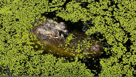 BBC Saltwater crocodiles were almost hunted to extinction in Australia's Northern Territory (NT). Now they're thriving