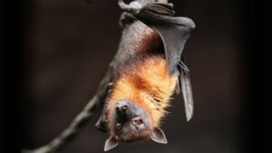 Common Noctule Bats Use Warm Winds to Migrate More Than 1000 km Across Europe, Claims Study