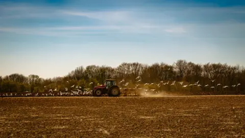 Robert David A tractor ploughing a field followed by a flock of gulls