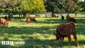 UK bans German cattle and pig imports after foot-and-mouth case