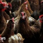 Protection zone in place after bird flu outbreak