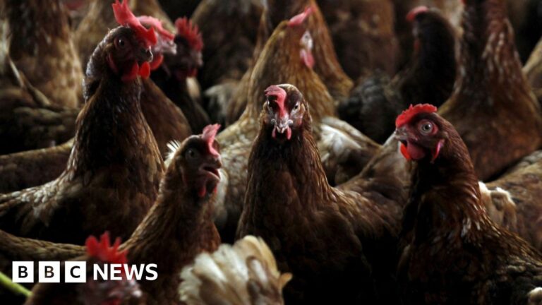 Protection zone in place after bird flu outbreak