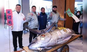 Tokyo auction sets .3 million price for 608-pound tuna, second highest in history