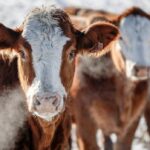 As bird flu concerns grow, Alberta researchers hope to launch wastewater monitoring for livestock