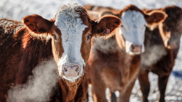 As bird flu concerns grow, Alberta researchers hope to launch wastewater monitoring for livestock