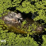 To conserve or cull? Life in Australia’s crocodile capital