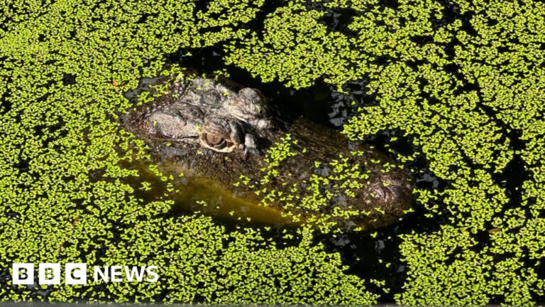 To conserve or cull? Life in Australia’s crocodile capital