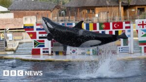 Fate of orcas left uncertain after zoo shuts