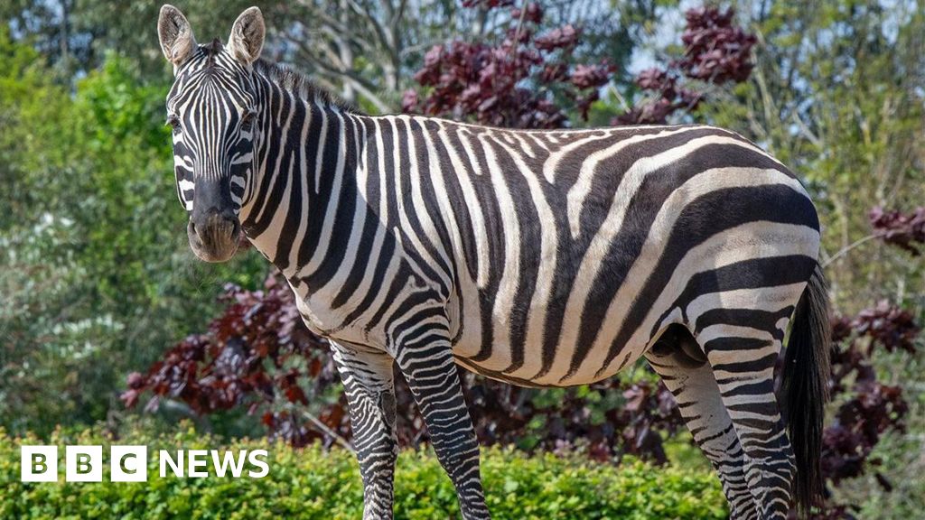 Zebra died after rhino punctured stomach