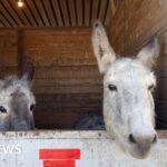 Equestrian center shelters hundreds of animals