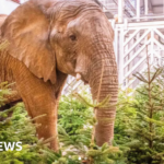 Zoo taking old Christmas trees for animal enrichment