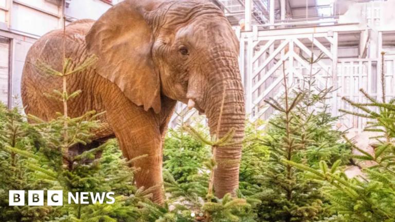 Zoo taking old Christmas trees for animal enrichment