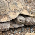 How the Marines are saving endangered desert tortoises