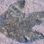 Biggest Dinosaur Trackway in the UK With More Than 200 Footprints Reportedly Discovered