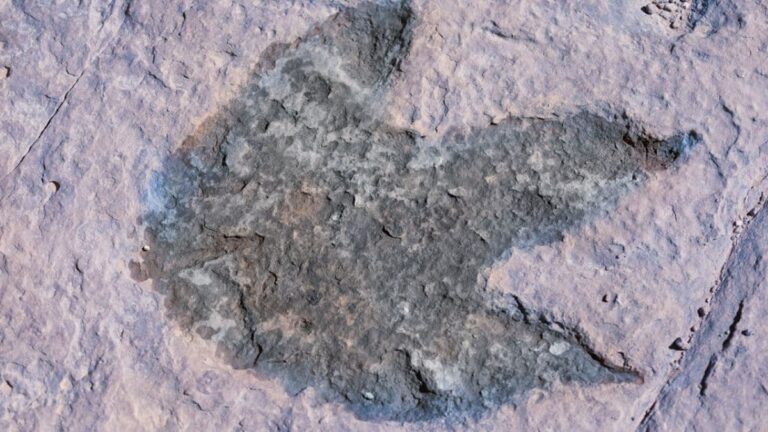 Biggest Dinosaur Trackway in the UK With More Than 200 Footprints Reportedly Discovered