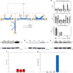 Genetic tweak to drug-making cells resolves a decades-old challenge in biomanufacturing