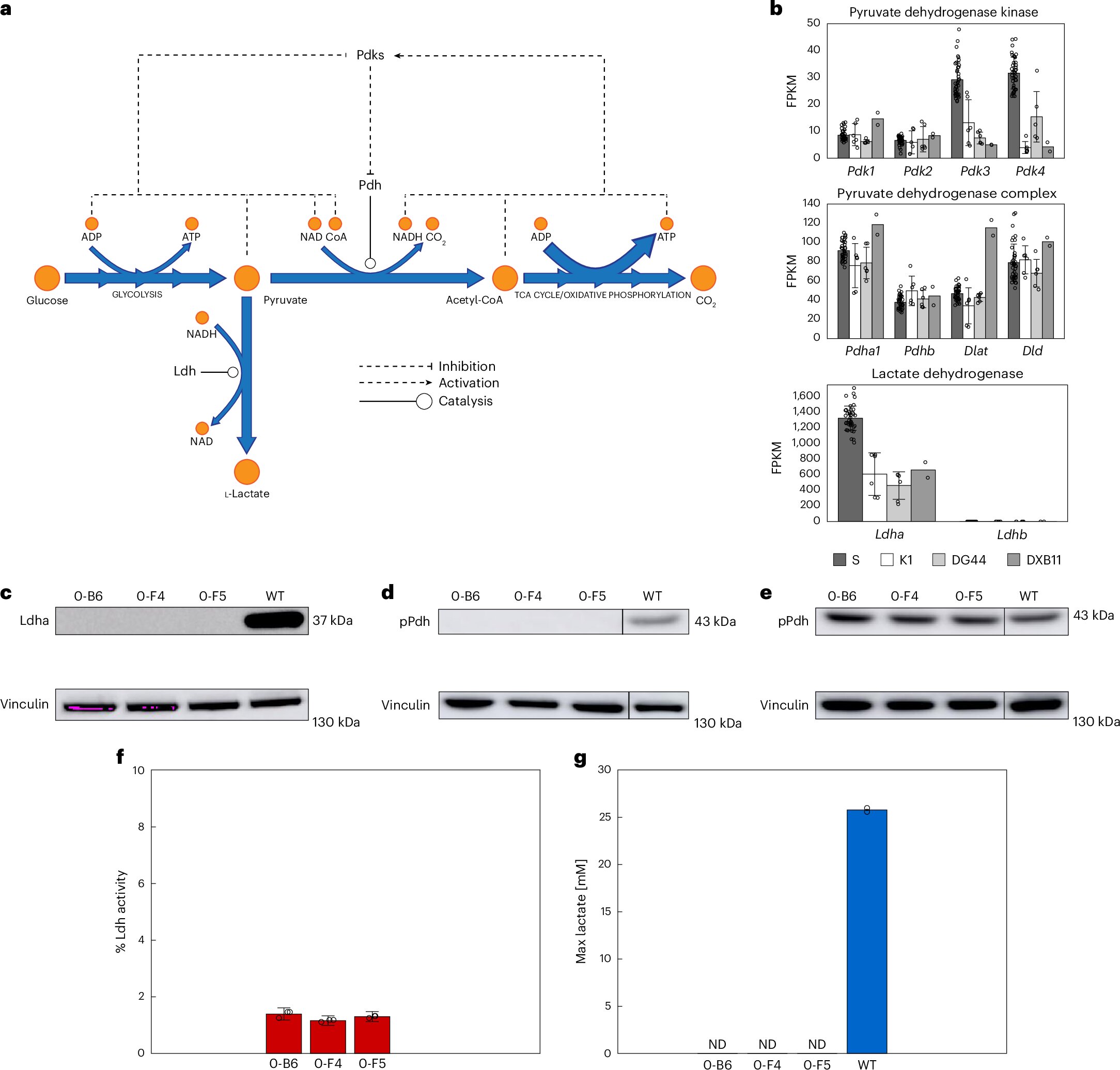 Genetic tweak to drug-making cells resolves a decades-old challenge in biomanufacturing