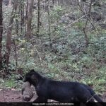 Rare Melanistic Leopard With Cub Spotted In Odisha’s Nayagarh