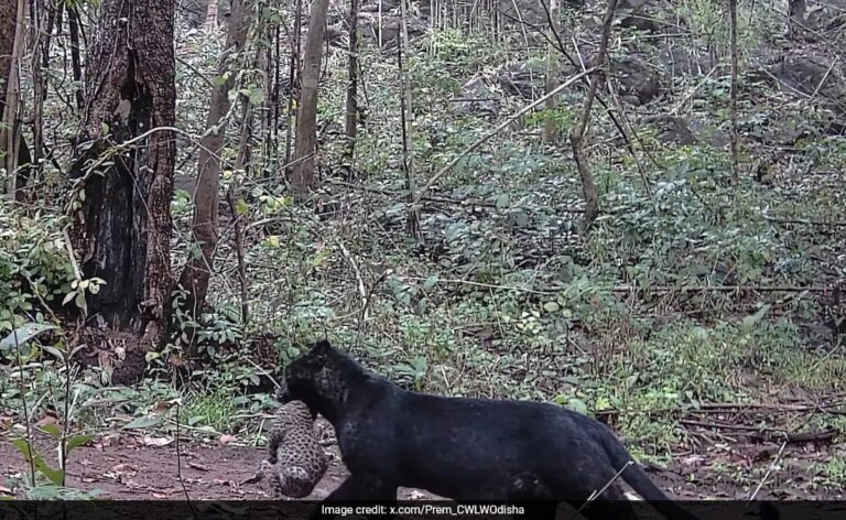 Rare Melanistic Leopard With Cub Spotted In Odisha’s Nayagarh