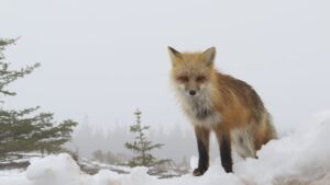 MUN scientists testing wild animals to determine spread of avian flu