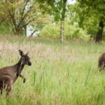 Human Hunting More Responsible for Kangaroo Extinction than Climate Change