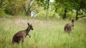 Human Hunting More Responsible for Kangaroo Extinction than Climate Change