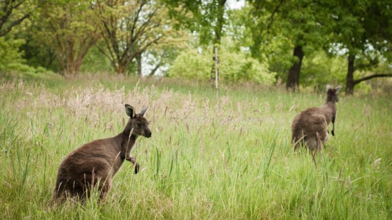 Human Hunting More Responsible for Kangaroo Extinction than Climate Change